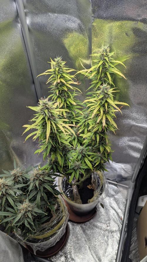 1 x Super Boof 40x40 - 1st batch. Week 9