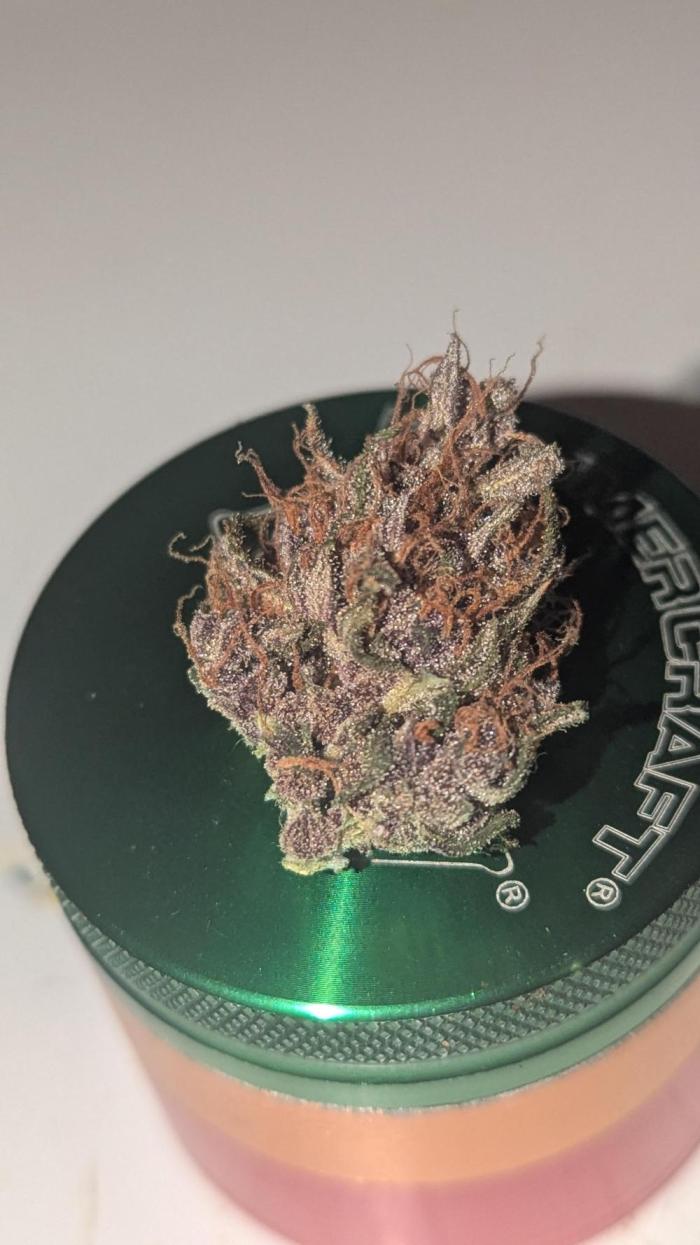 1 x Lemon Cherry 40x40 - 1st batch. Week 10