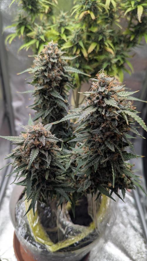 2x Banana OG 40x40 - 1st batch. Week 10