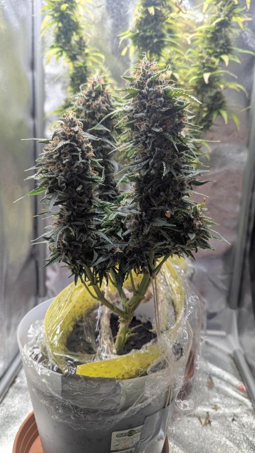 2x Banana OG 40x40 - 1st batch. Week 10