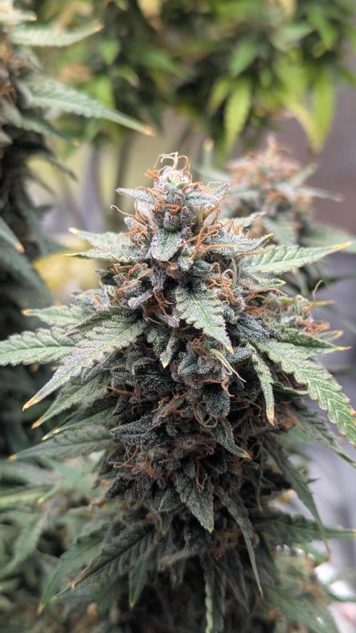 2x Banana OG 40x40 - 1st batch. Week 10