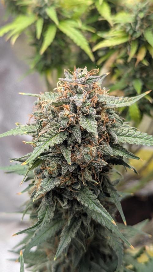 2x Banana OG 40x40 - 1st batch. Week 10