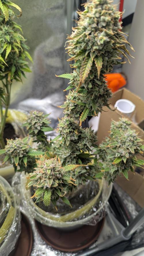 2x Banana OG 40x40 - 1st batch. Week 10