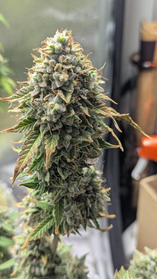 2x Banana OG 40x40 - 1st batch. Week 10