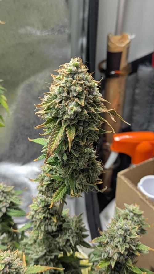 2x Banana OG 40x40 - 1st batch. Week 10