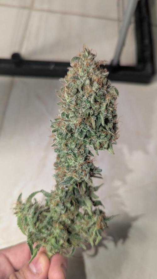 2x Banana OG 40x40 - 1st batch. Week 11