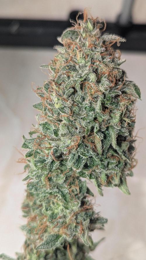 2x Banana OG 40x40 - 1st batch. Week 11