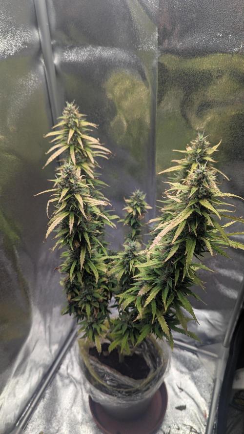 1 x Super Boof 40x40 - 1st batch. Week 10