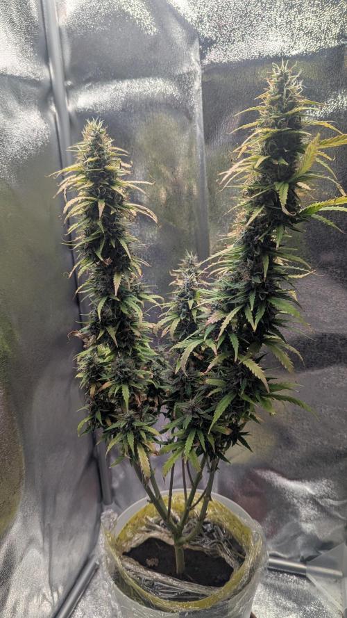 1 x Super Boof 40x40 - 1st batch. Week 10