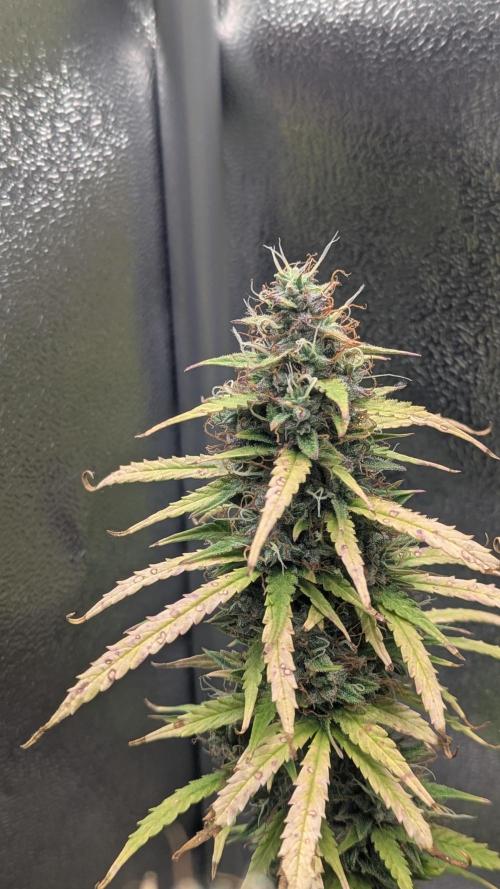 1 x Super Boof 40x40 - 1st batch. Week 10