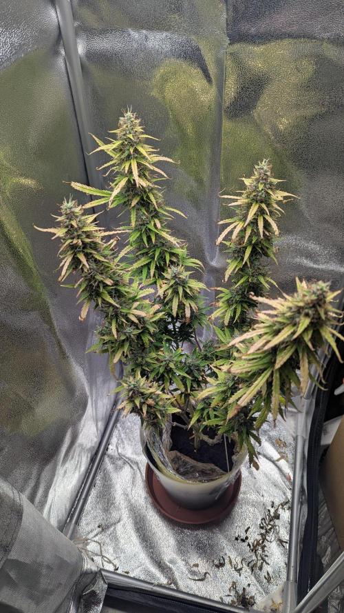 1 x Super Boof 40x40 - 1st batch. Week 11