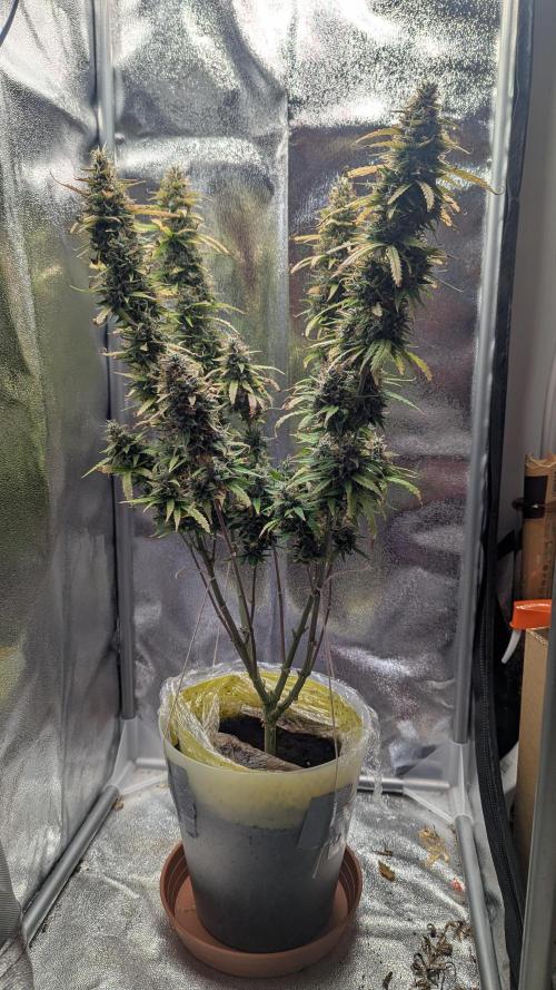 1 x Super Boof 40x40 - 1st batch. Week 11