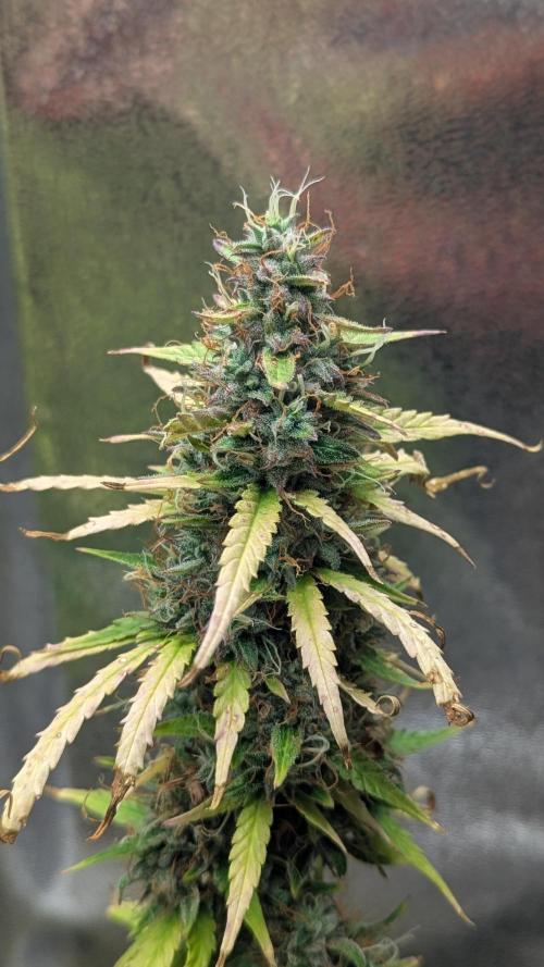 1 x Super Boof 40x40 - 1st batch. Week 11