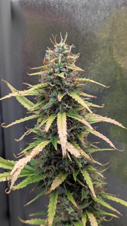 1 x Super Boof 40x40 - 1st batch. Week 11