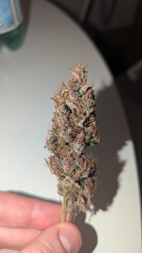 1 x Lemon Cherry 40x40 - 1st batch. Week 10