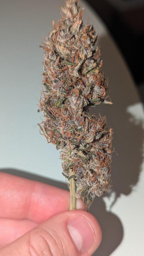 1 x Lemon Cherry 40x40 - 1st batch. Week 10