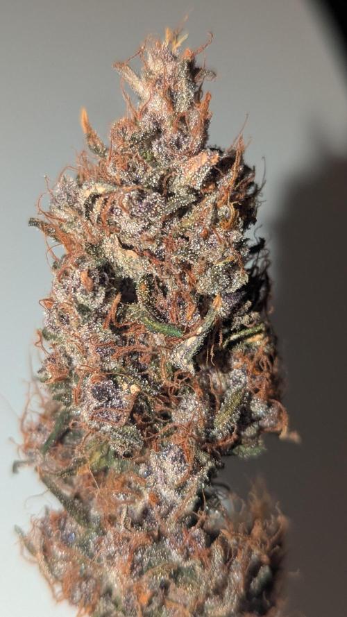 1 x Lemon Cherry 40x40 - 1st batch. Week 10