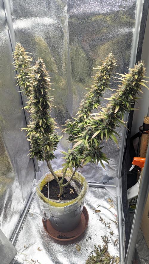 1 x Super Boof 40x40 - 1st batch. Week 12