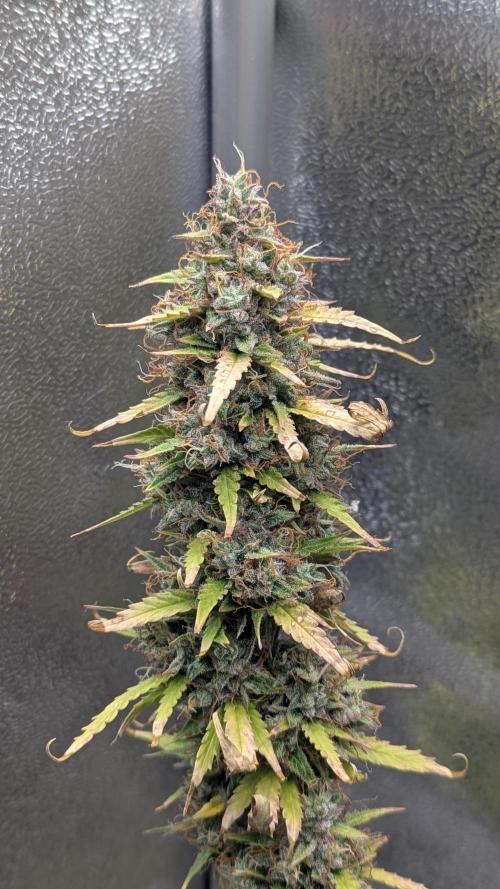 1 x Super Boof 40x40 - 1st batch. Week 12