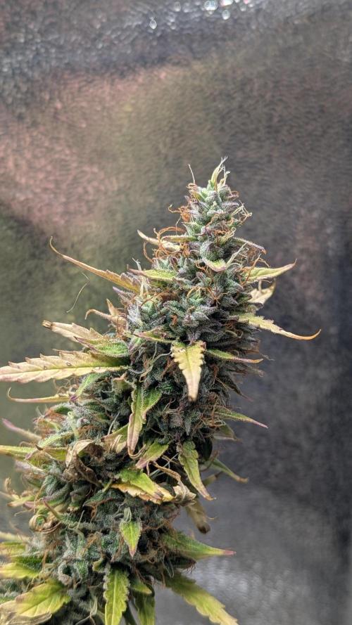 1 x Super Boof 40x40 - 1st batch. Week 12