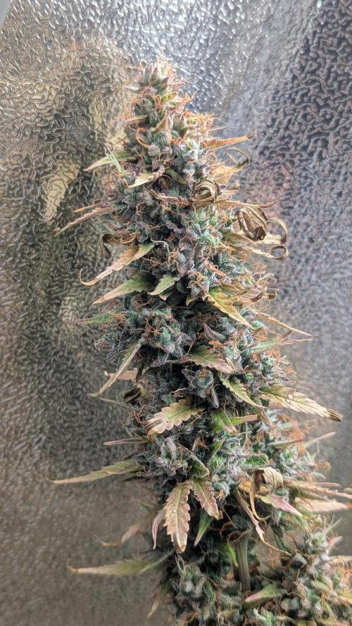 1 x Super Boof 40x40 - 1st batch. Week 13