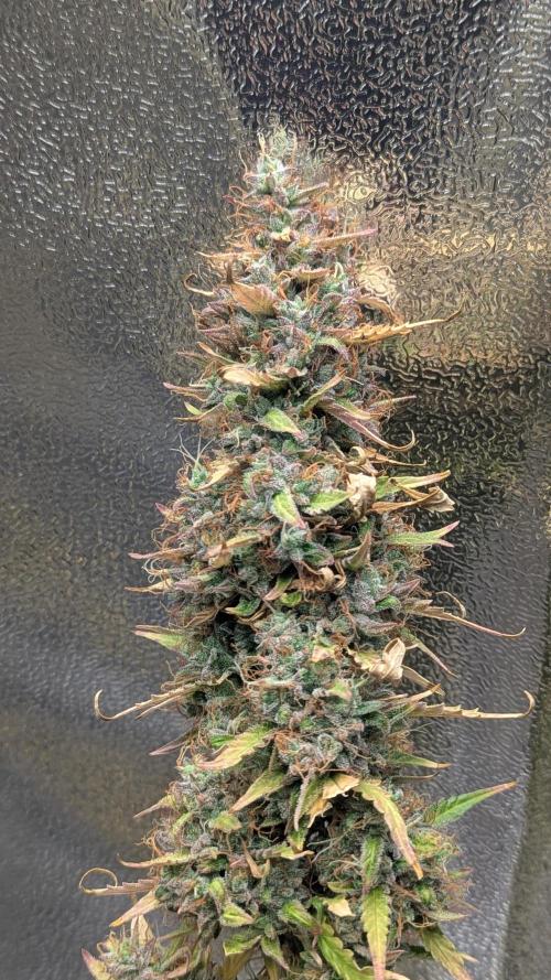 1 x Super Boof 40x40 - 1st batch. Week 13