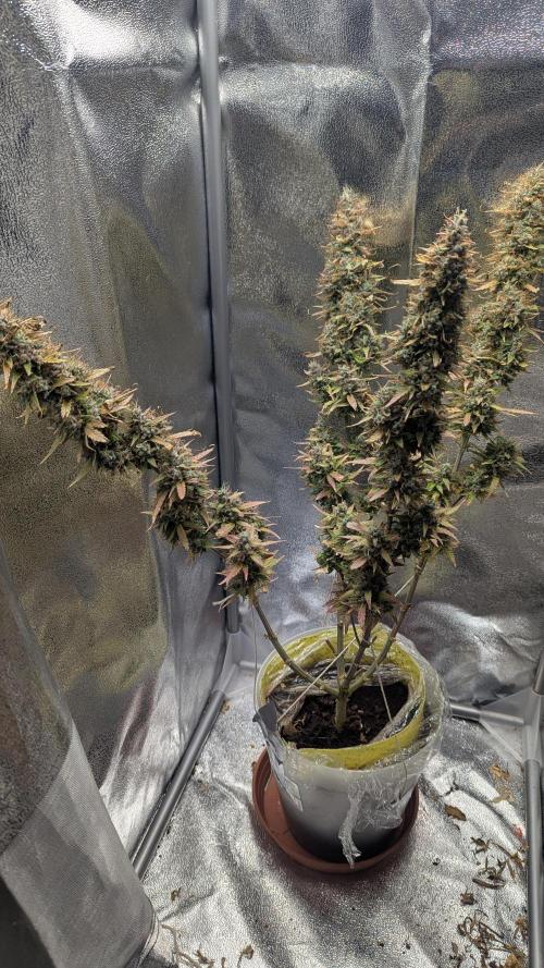 1 x Super Boof 40x40 - 1st batch. Week 13