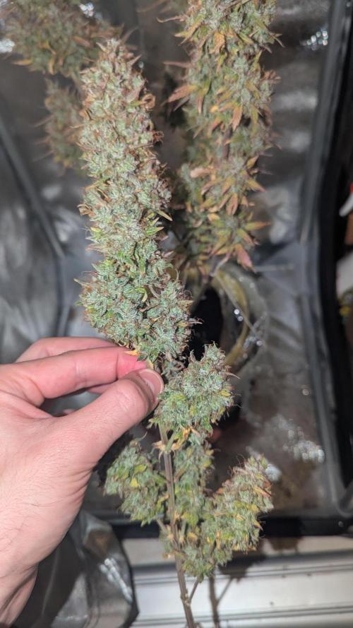 1 x Super Boof 40x40 - 1st batch. Week 13