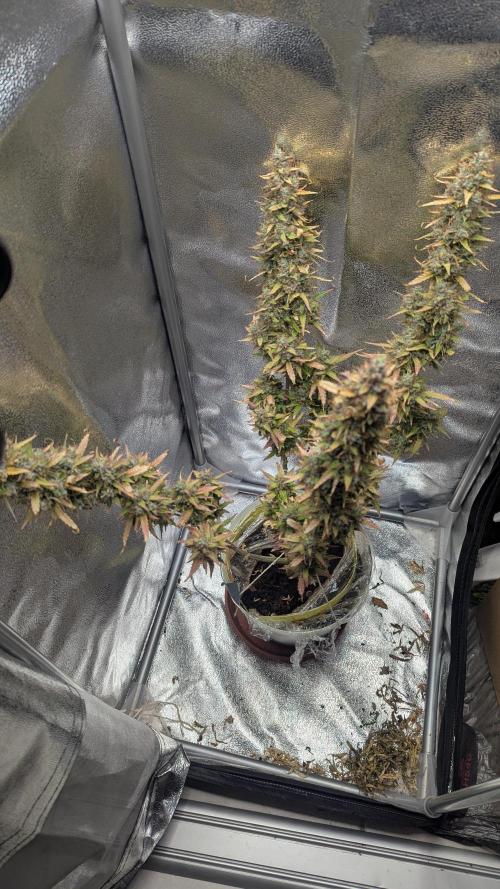 1 x Super Boof 40x40 - 1st batch. Week 13