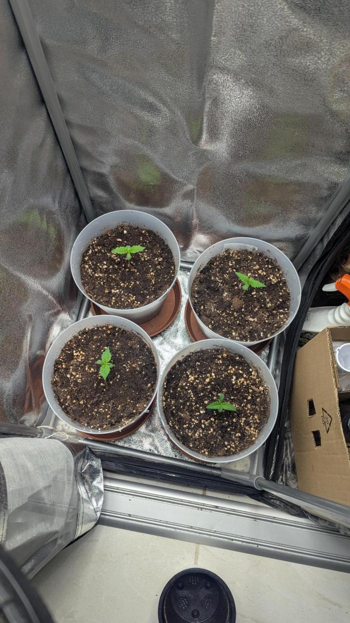 Strawberry banana x4 40x40 2nd Batch. Week 1