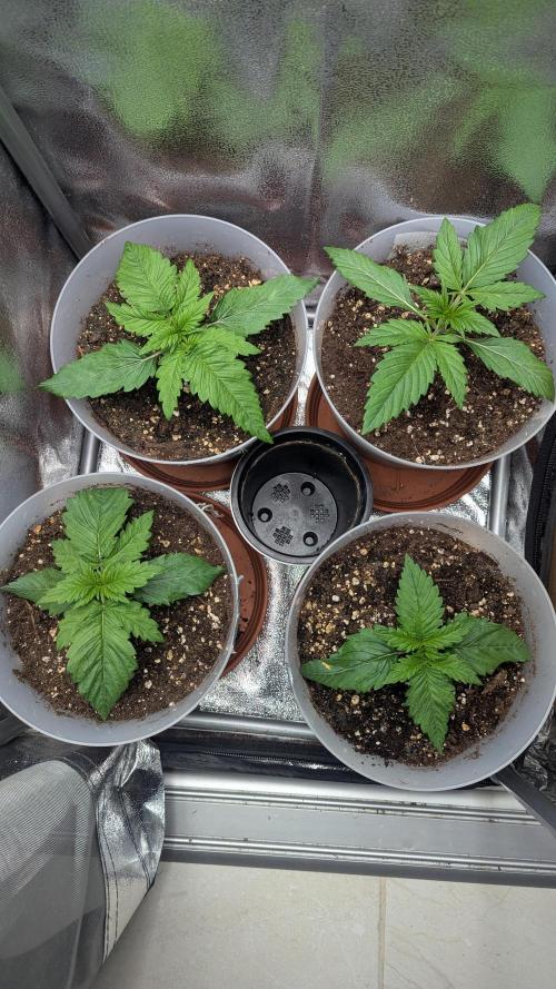 Strawberry banana x4 40x40 2nd Batch. Week 2