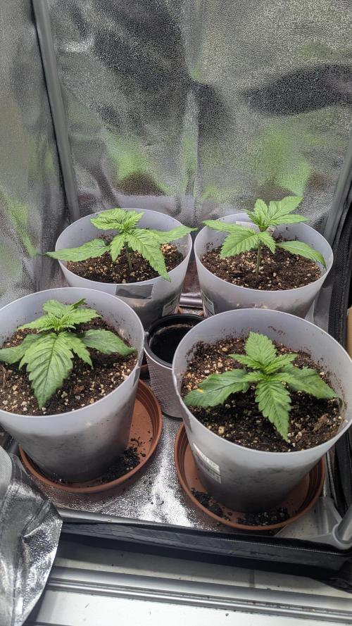 Strawberry banana x4 40x40 2nd Batch. Week 2