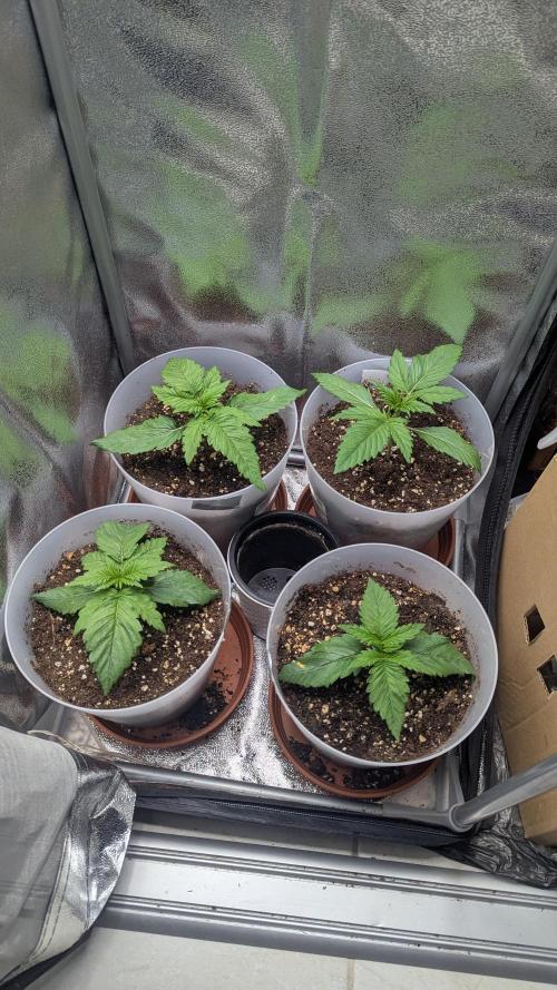 Strawberry banana x4 40x40 2nd Batch. Week 2