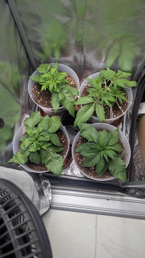 Strawberry banana x4 40x40 2nd Batch. Week 3