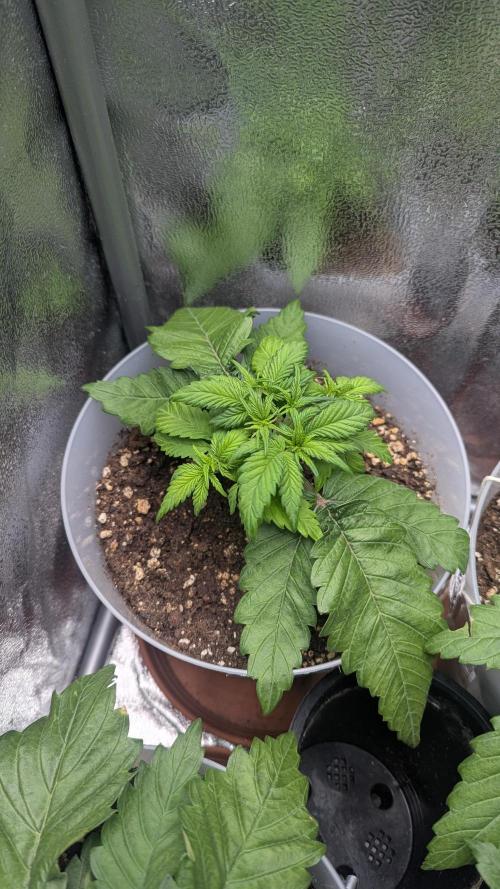 Strawberry banana x4 40x40 2nd Batch. Week 3