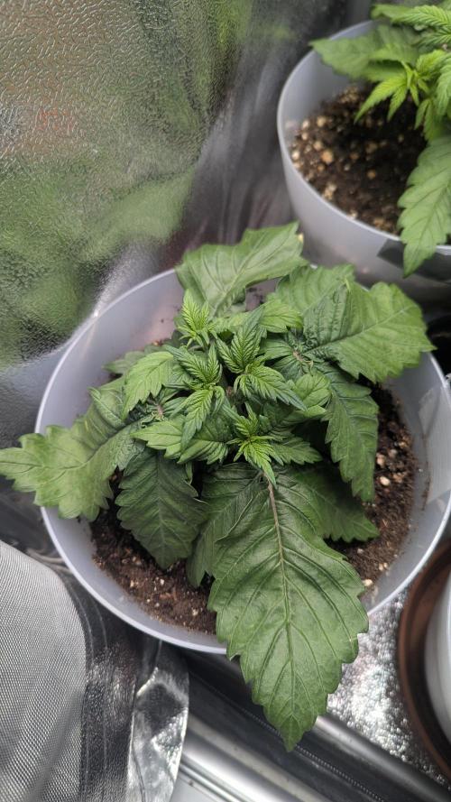 Strawberry banana x4 40x40 2nd Batch. Week 3