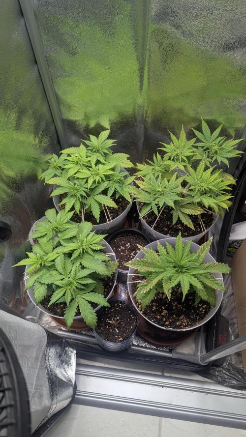 Strawberry banana x4 40x40 2nd Batch. Week 4