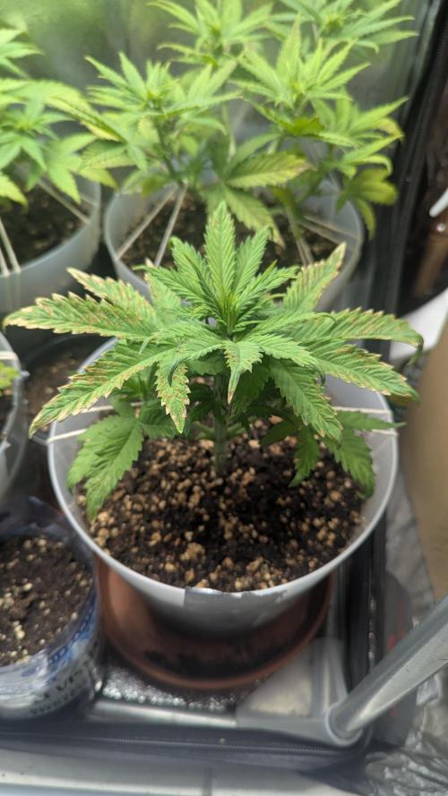 Strawberry banana x4 40x40 2nd Batch. Week 4