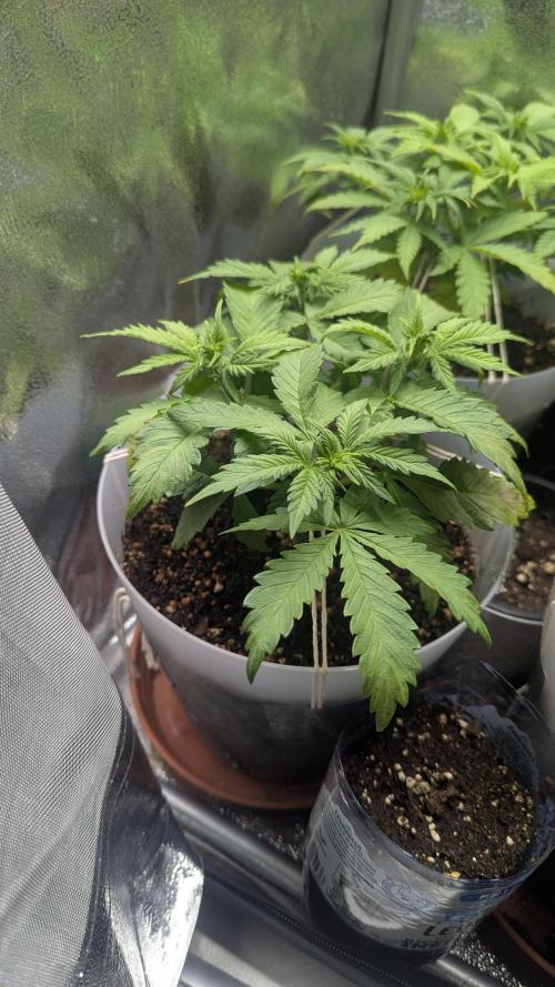 Strawberry banana x4 40x40 2nd Batch. Week 4