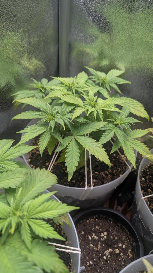 Strawberry banana x4 40x40 2nd Batch. Week 4