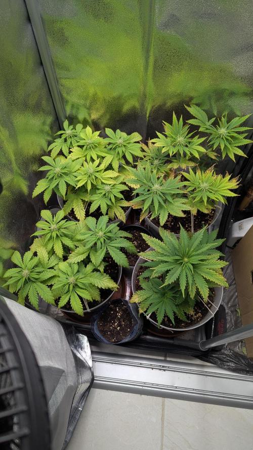 Strawberry banana x4 40x40 2nd Batch. Week 5