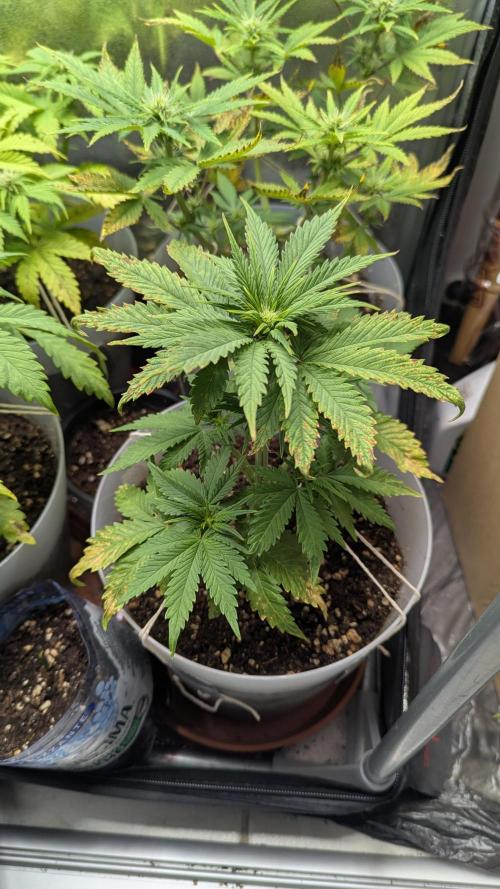 Strawberry banana x4 40x40 2nd Batch. Week 5