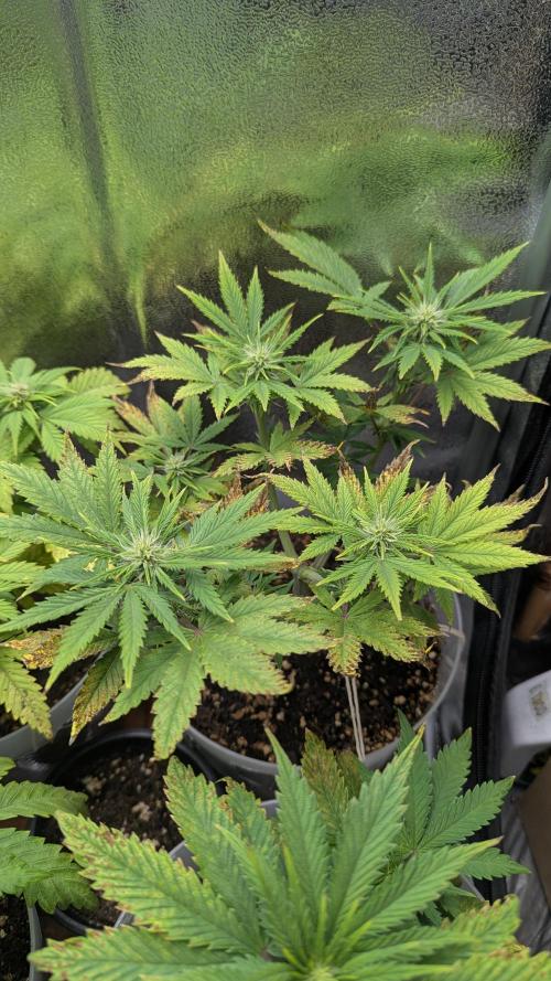 Strawberry banana x4 40x40 2nd Batch. Week 5