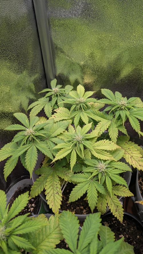 Strawberry banana x4 40x40 2nd Batch. Week 5