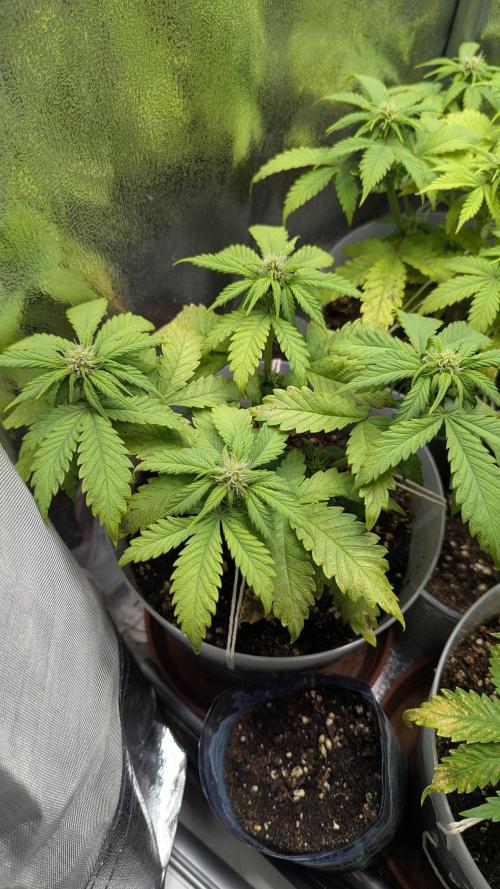 Strawberry banana x4 40x40 2nd Batch. Week 5