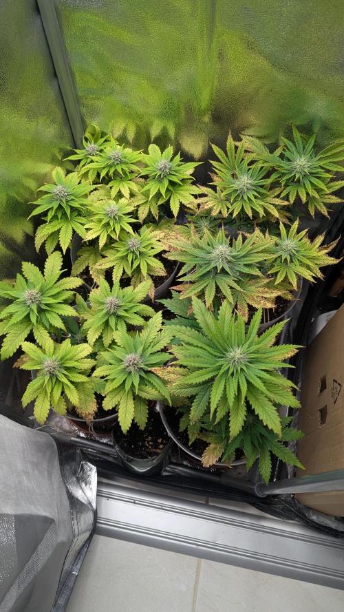 Strawberry banana x4 40x40 2nd Batch. Week 6