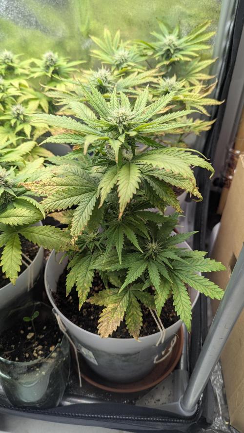 Strawberry banana x4 40x40 2nd Batch. Week 6