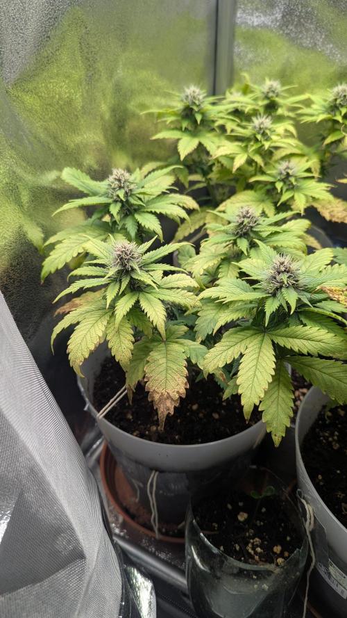 Strawberry banana x4 40x40 2nd Batch. Week 6