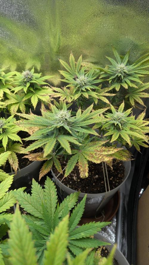 Strawberry banana x4 40x40 2nd Batch. Week 6