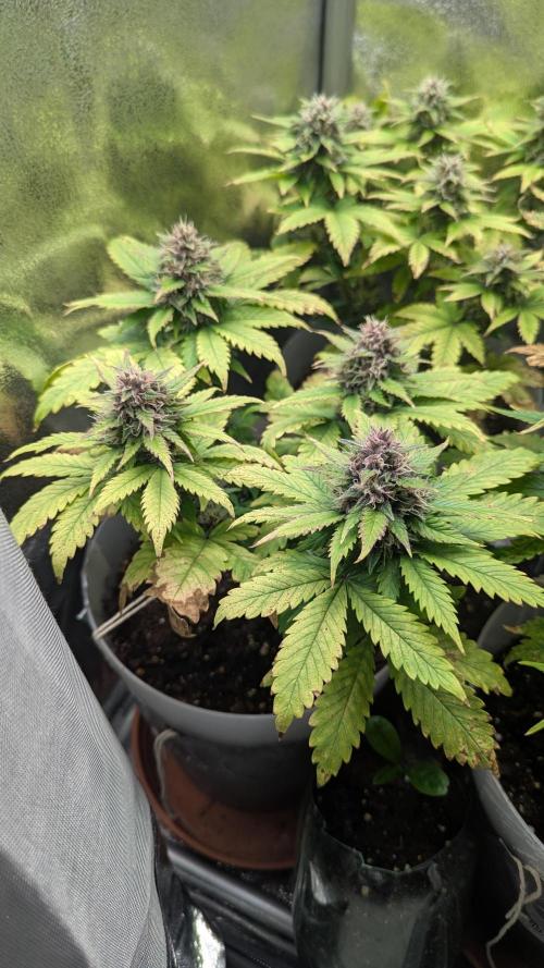 Strawberry banana x4 40x40 2nd Batch. Week 7